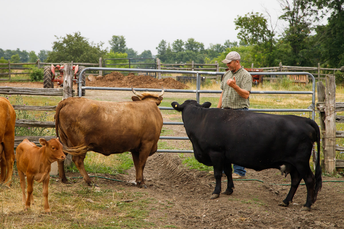 maple_ridge_farm_image2
