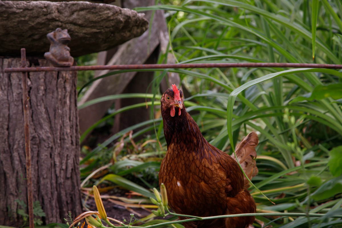 sonset_farm_image1