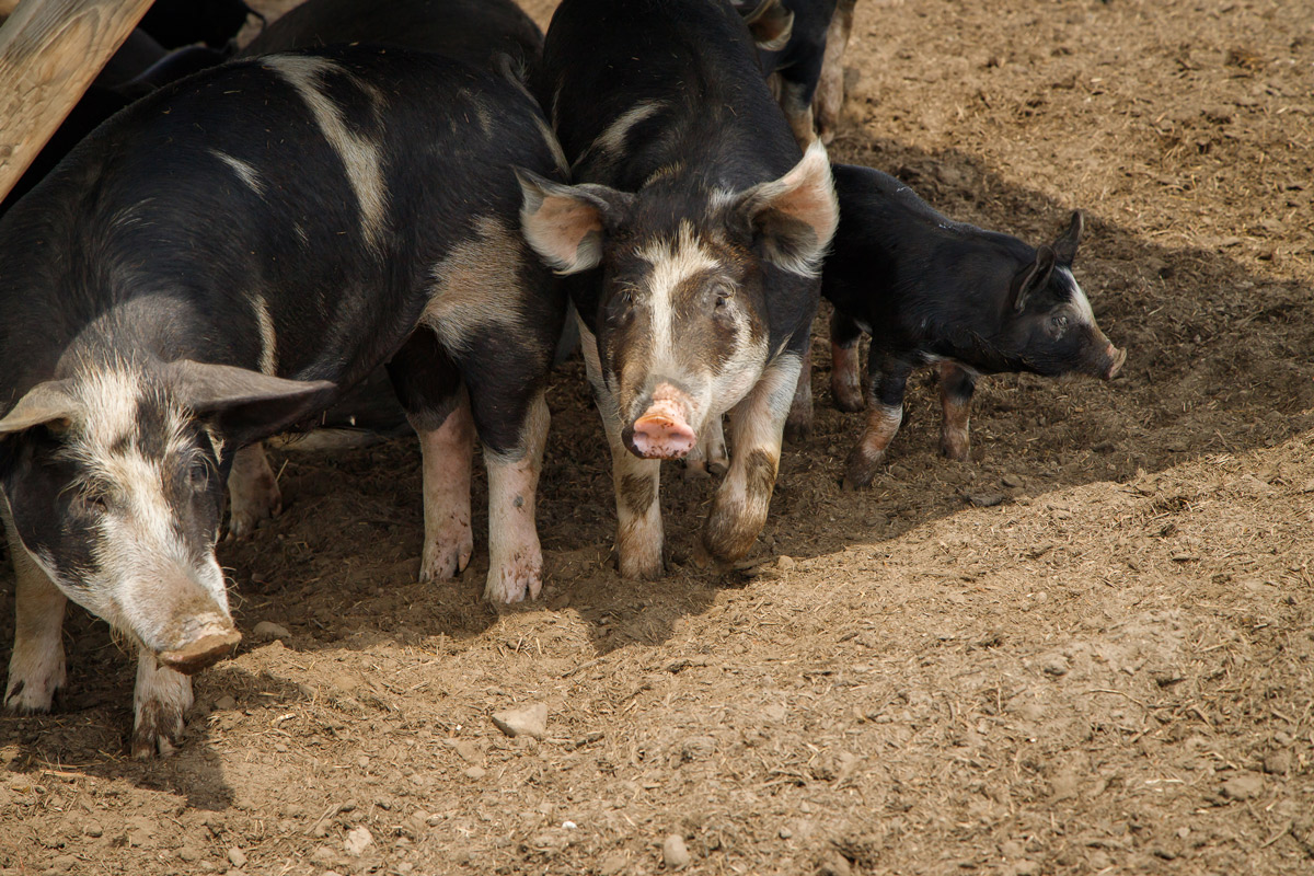 sonset_farm_image2
