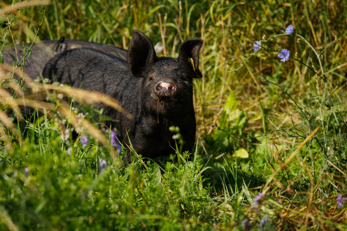 ecological_farm_image2
