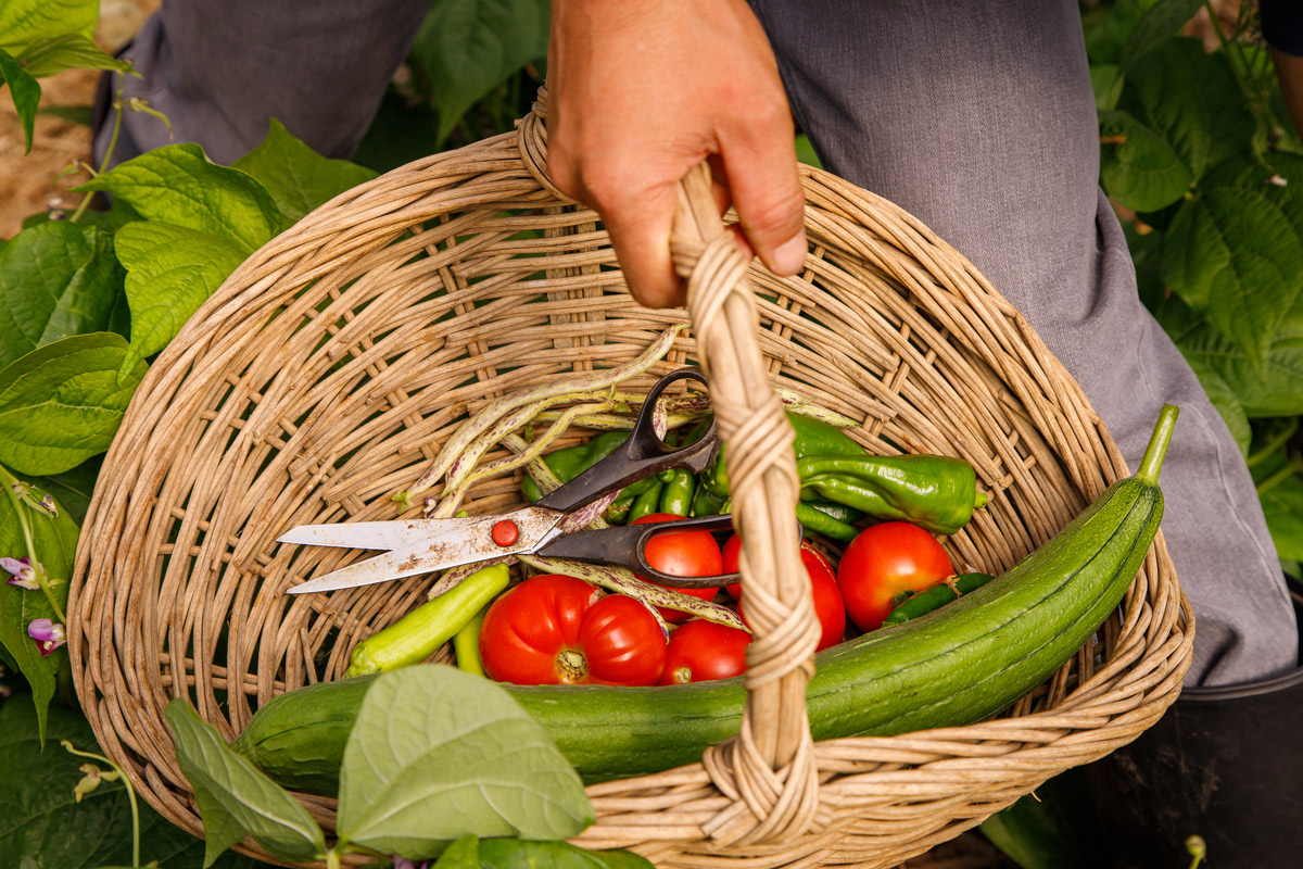 ecological_farm_image3